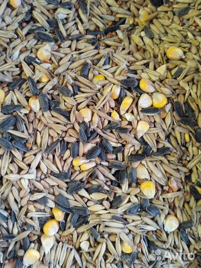 Корм для кур-несушек