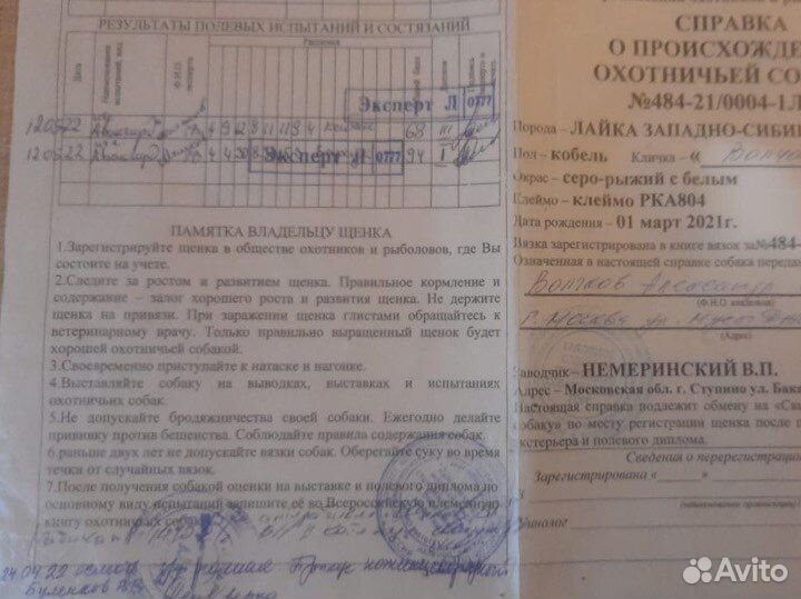 Западно-сибирская лайка