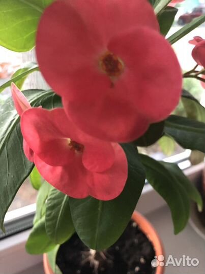 Молочай миля (розовый и белый)