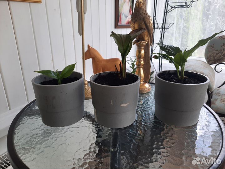 Спатифиллум