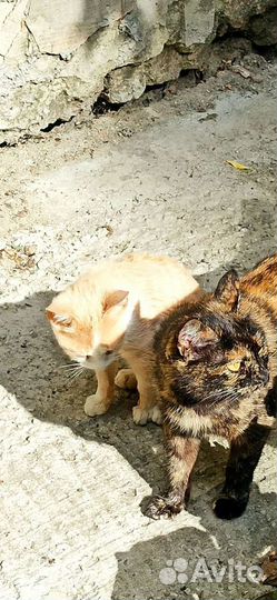 Котята и кошки