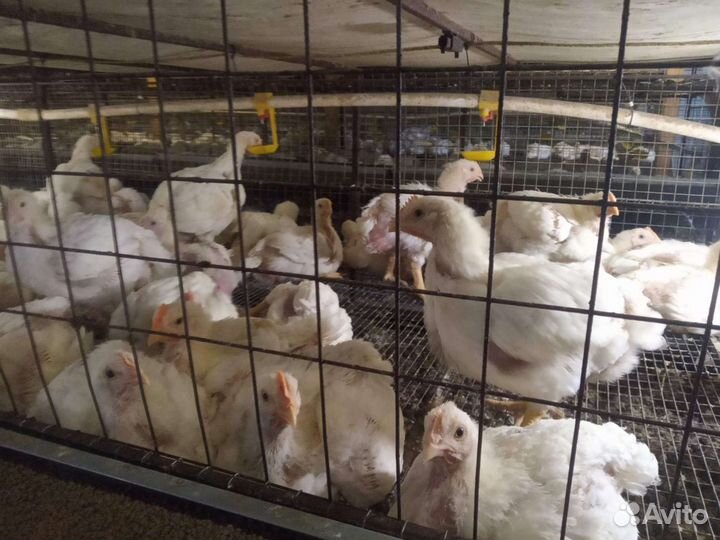 Цыплята бройлеры живым весом 2.3-3кг