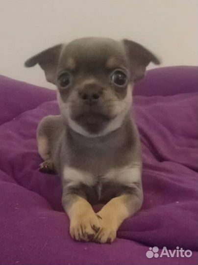 Щенки чихуахуа