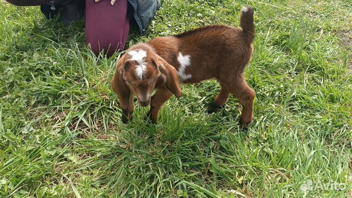 Процентный козлик