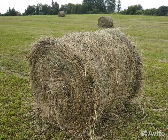Сено в рулонах