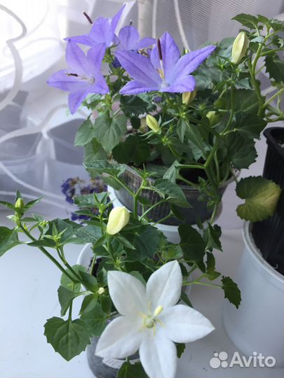 Домашняя кампанула