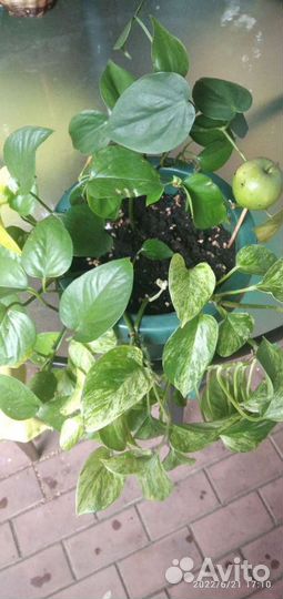 Эпипремнум