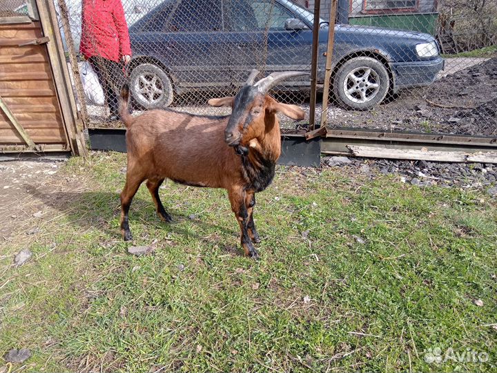 Вязка козел