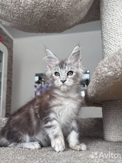 Мейн-кун кот