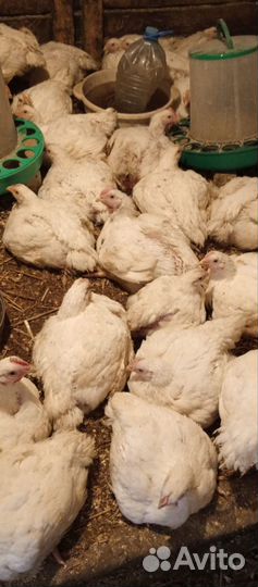 Куры броллеры