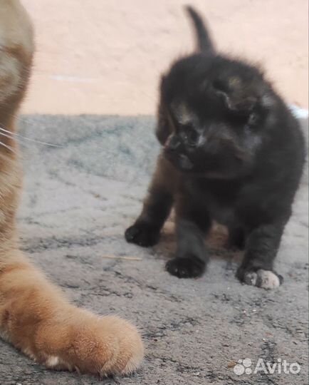 Шотландский котенок девочка