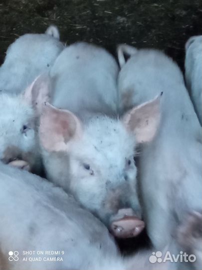 Сибирская белая