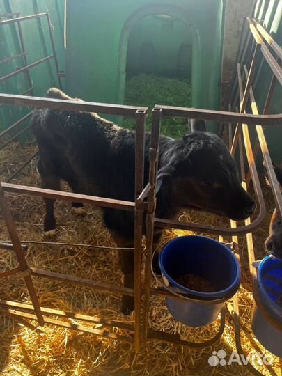 Телята бычки скот с доставкой до двора