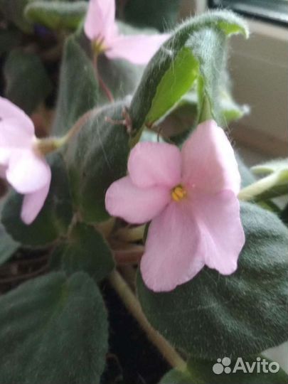 Фиалки взрослые растения