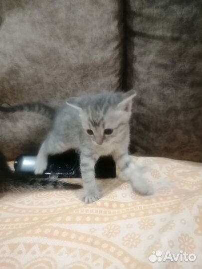 Кошечки в добрые руки