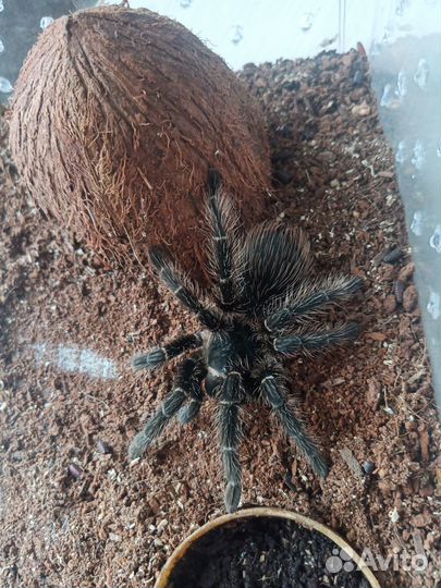 Паук птицеед