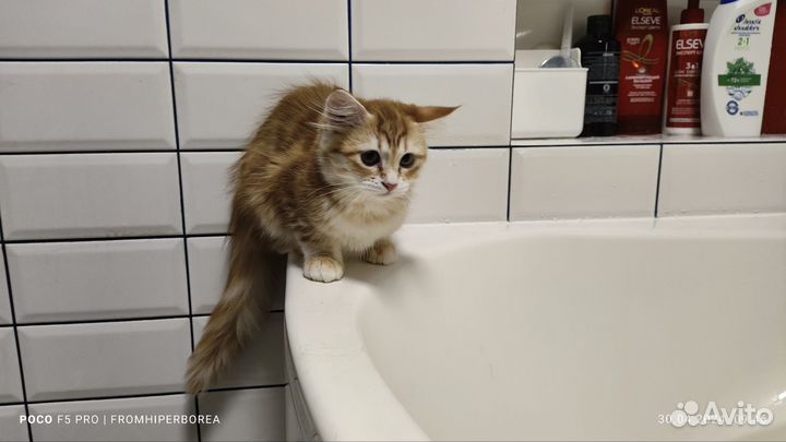 Сибирские котята