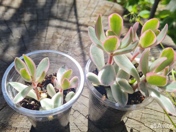 Толстянка, крассула. Набор суккулентов, эхеверия