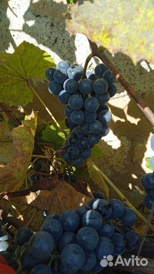 Виноград Изабелла