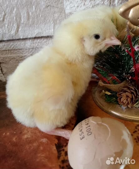 Цыплята бройлера, несушки, цветное яйцо