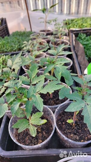 Рассада помидор и перцев