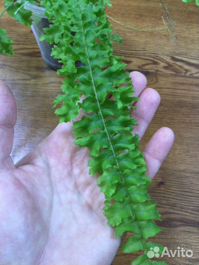 Папоротник нефролепис Дассада