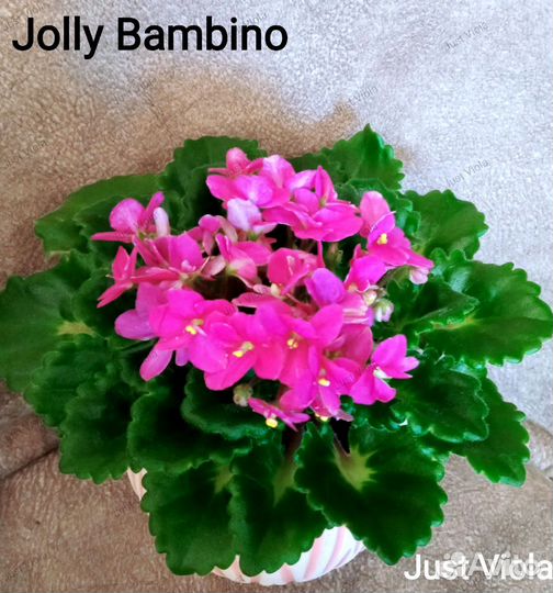 Сортовые фиалки