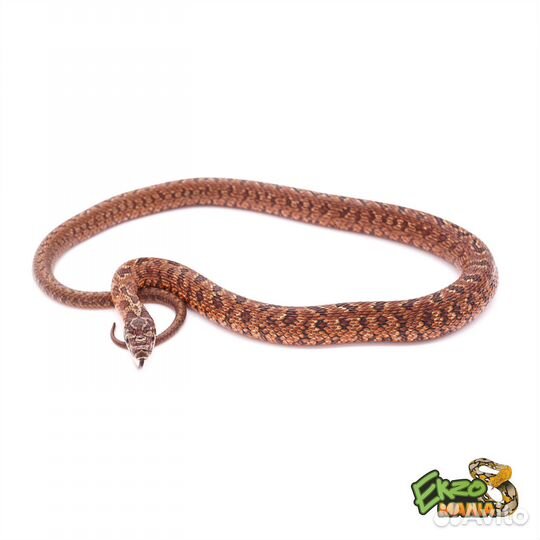 Узорчатый полоз