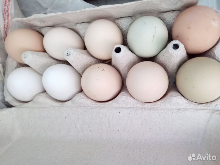 Деревенские куриные яйца