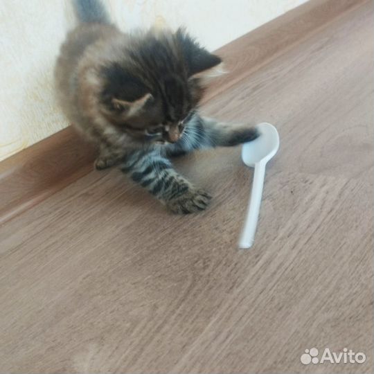 Котята