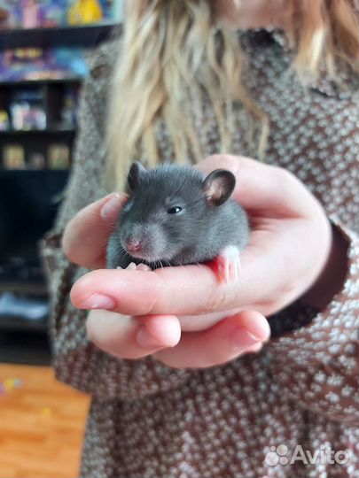 Крысы Дамбо девочки