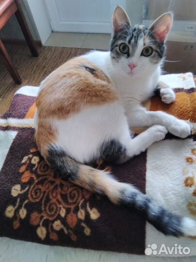 Монечка в дар