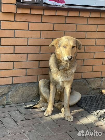 Собака в добрые руки