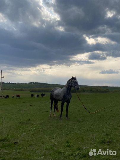 Молодая кобыла