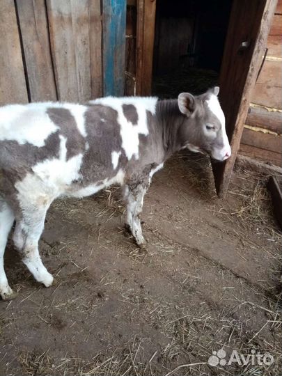 Продаю тёлочку от молочной коровы, 4 месяца