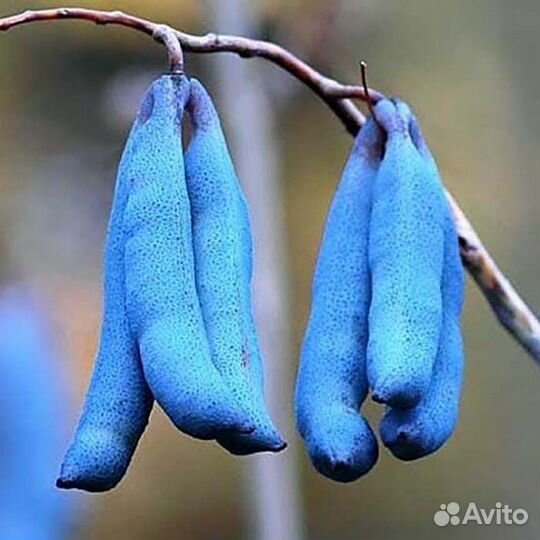 Декенея Фаргеза