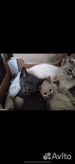 Котенок в дар бесплатно