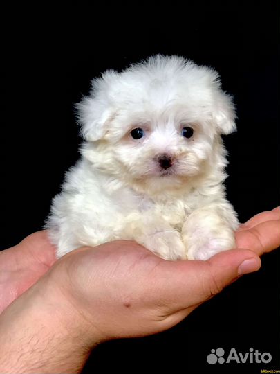 Щенки мальтезе