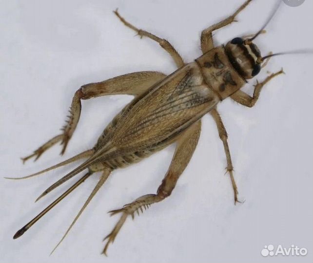 Сверчки кормовые