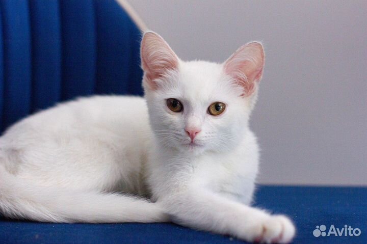 Белая кошечка