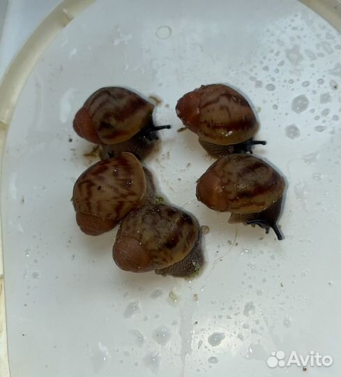 Архахатина маргината гревелли голд