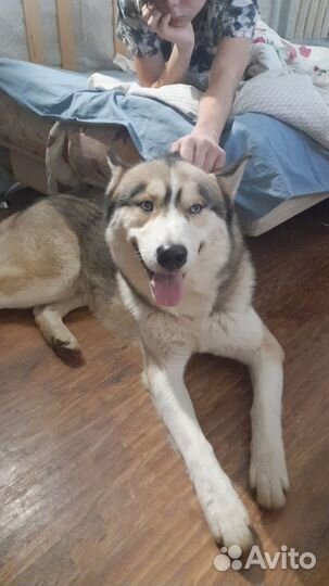 Сибирский хаски