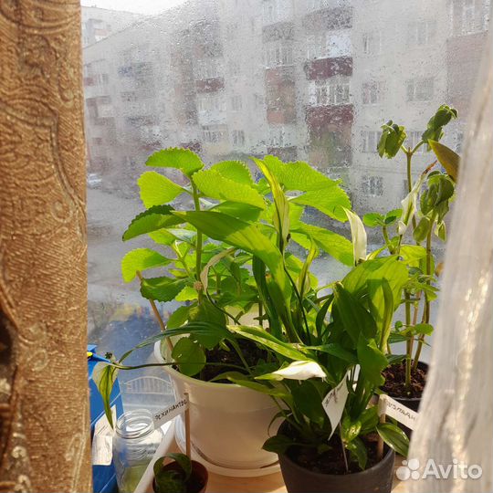 Комнатные растения