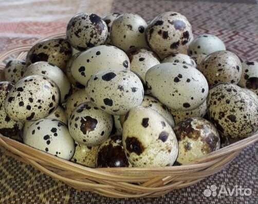 Яйца перепелиные домашние