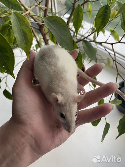 Декоративные крысята