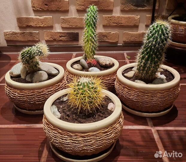 Кактусы в керамических горшках