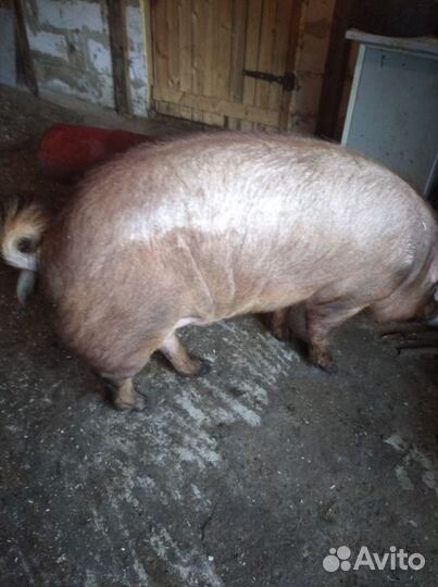 Поросята 2 месяц