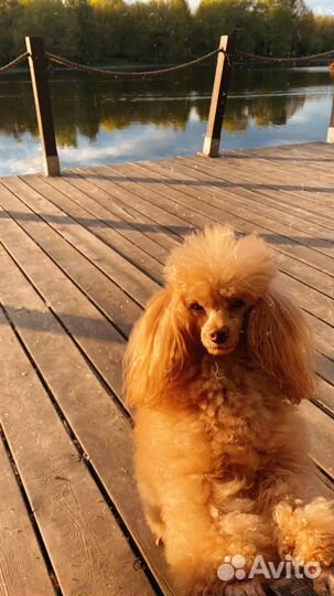 Вязка пуделя