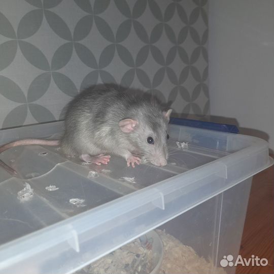 Крысы дамбо-рекс