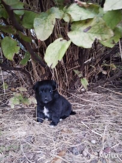 Отдадим щенков